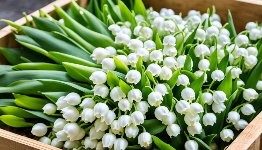bulbes de muguet de mai en gros