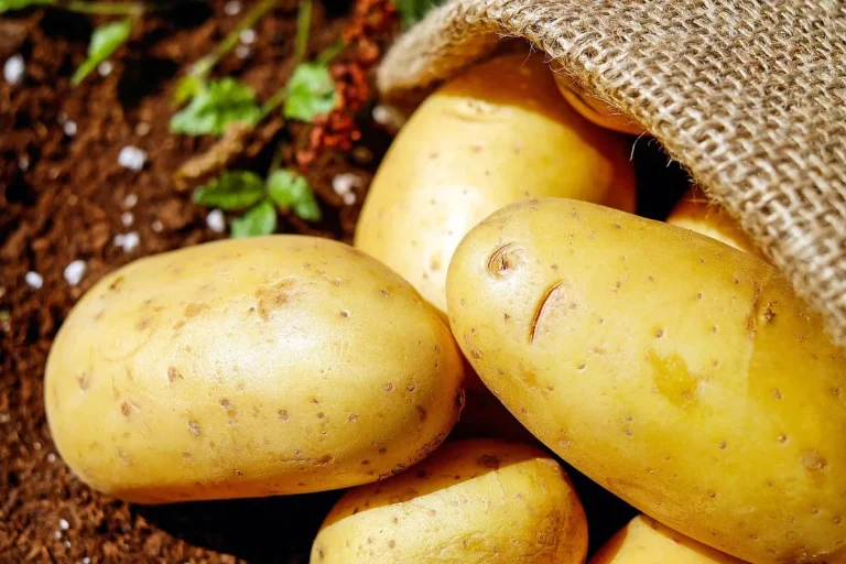 Achat plant de pomme de terre en gros : prix 2026